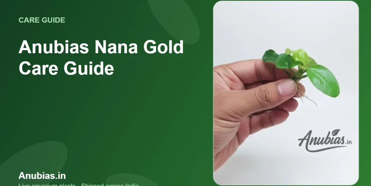 Anubias Nana Gold Care Guide – Anubias.in
