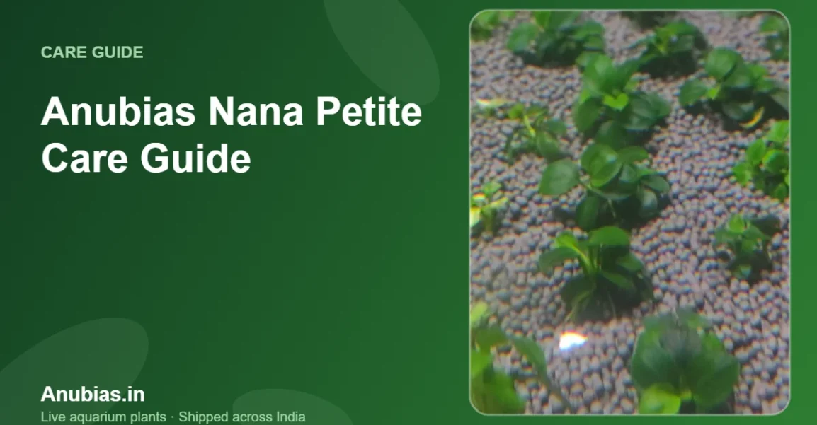 Anubias Nana Petite care guide – Anubias.in