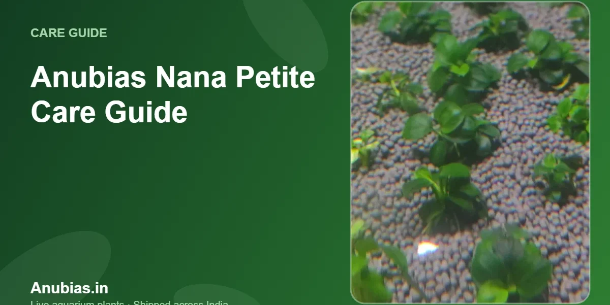 Anubias Nana Petite care guide – Anubias.in