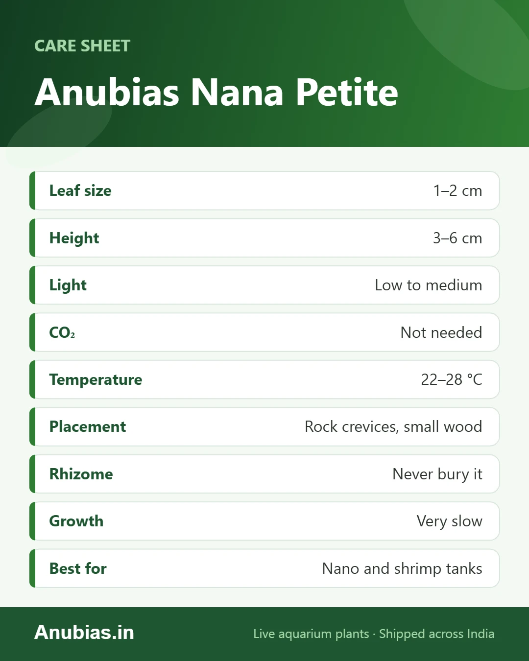 Anubias Nana Petite care sheet: leaf size, height, light, CO2, temperature and placement
