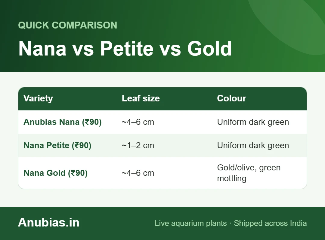 Chart comparing Anubias Nana, Nana Petite and Nana Gold leaf size, colour and price