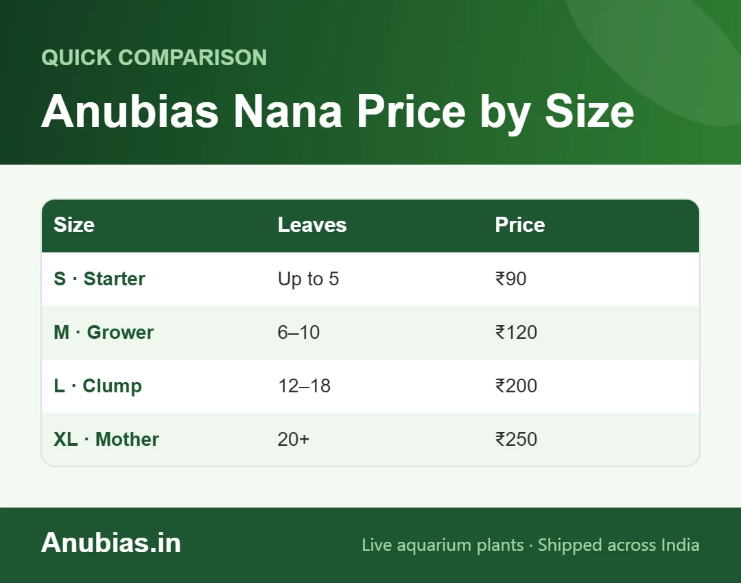 Anubias Nana price in India by size chart: S ₹90, M ₹120, L ₹200, XL ₹250