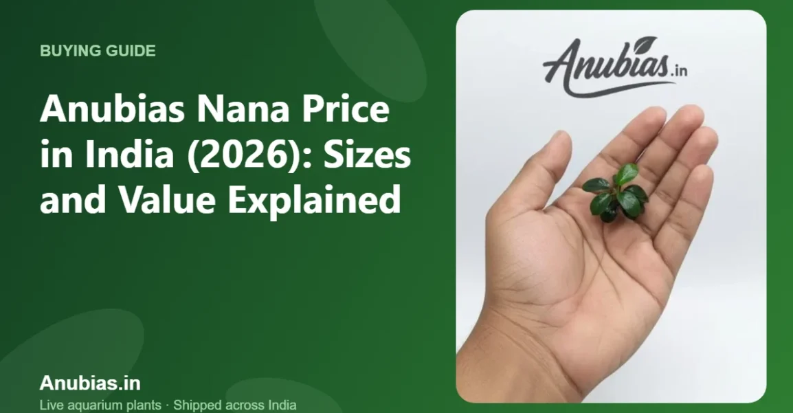 Anubias Nana price in India by size – Anubias.in