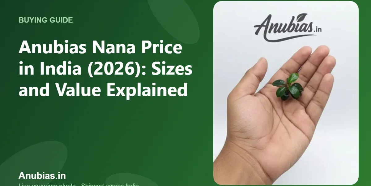 Anubias Nana price in India by size – Anubias.in