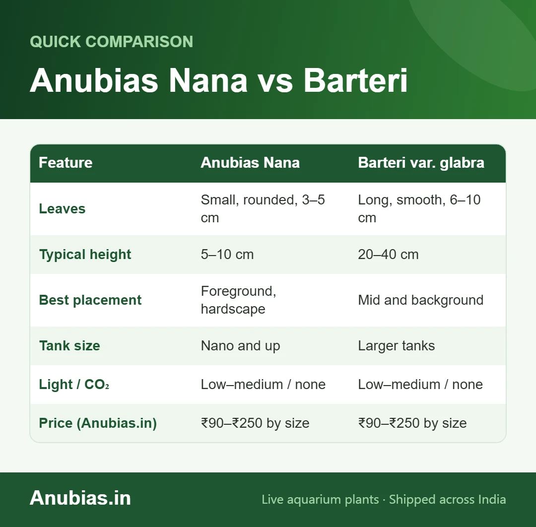 Comparison chart of Anubias Nana and Anubias Barteri var. glabra