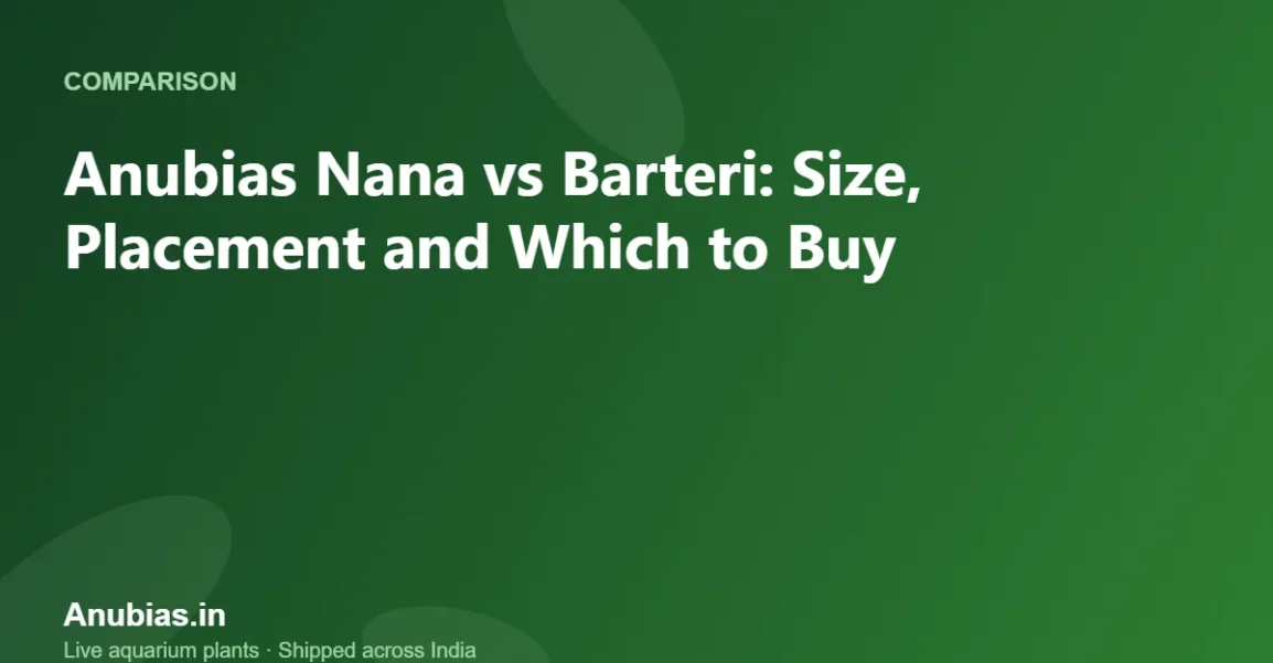 Anubias Nana vs Barteri: Size, Placement and Which to Buy – Anubias.in