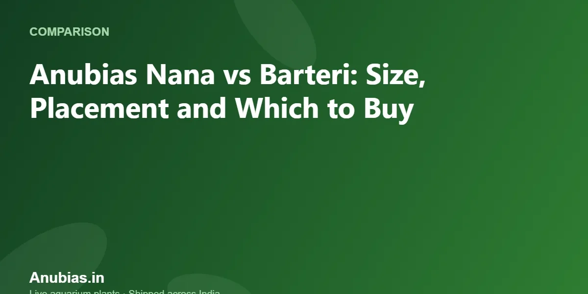 Anubias Nana vs Barteri: Size, Placement and Which to Buy – Anubias.in