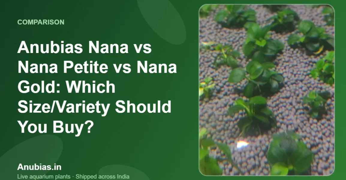 Anubias Nana vs Nana Petite vs Nana Gold: Which Size/Variety Should You Buy? – Anubias.in