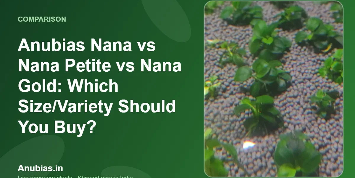 Anubias Nana vs Nana Petite vs Nana Gold: Which Size/Variety Should You Buy? – Anubias.in