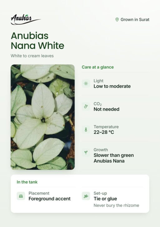 Anubias Nana White