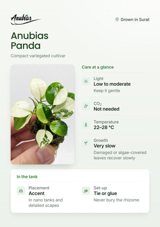 Anubias Panda