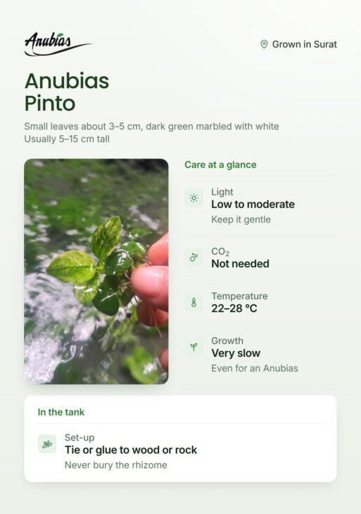 Anubias Pinto