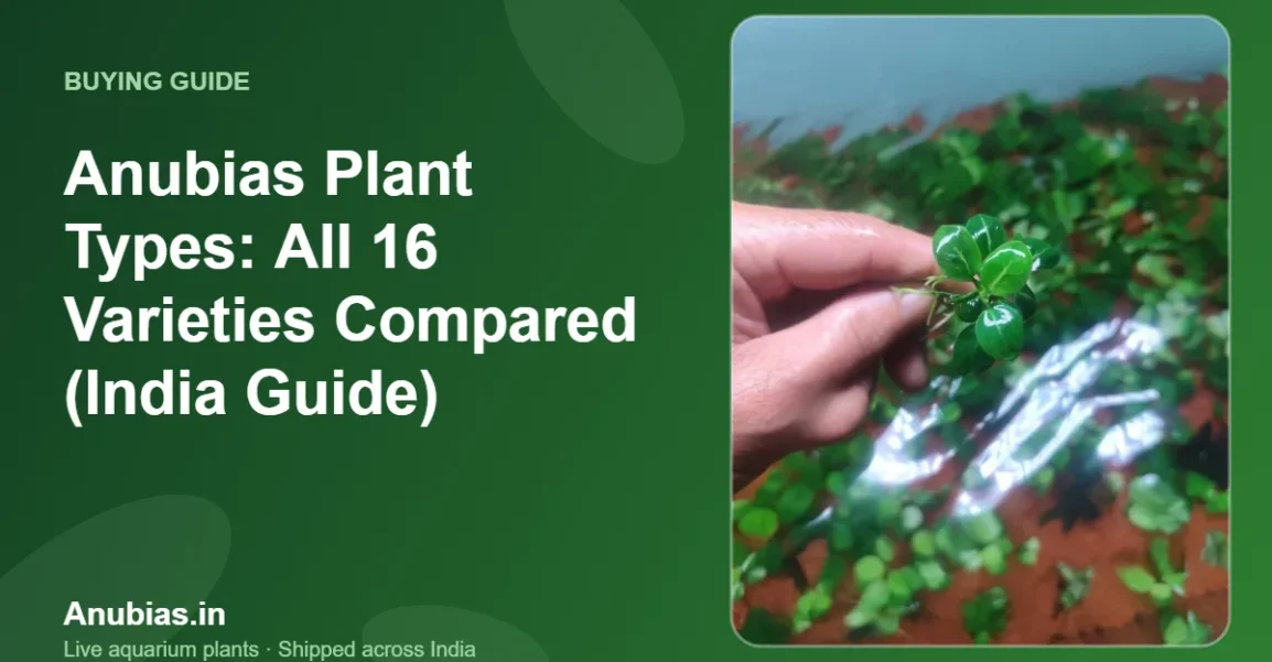 Anubias Plant Types: All 16 Varieties Compared (India Guide) – Anubias.in