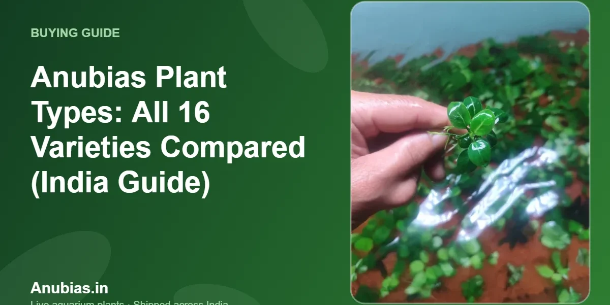Anubias Plant Types: All 16 Varieties Compared (India Guide) – Anubias.in