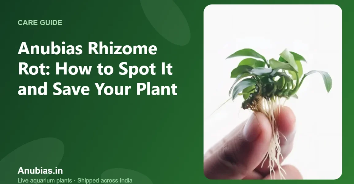 Anubias Rhizome Rot: How to Spot It and Save Your Plant – Anubias.in