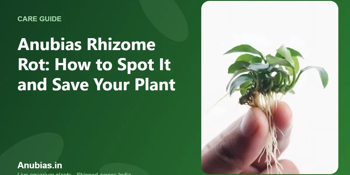 Anubias Rhizome Rot: How to Spot It and Save Your Plant – Anubias.in