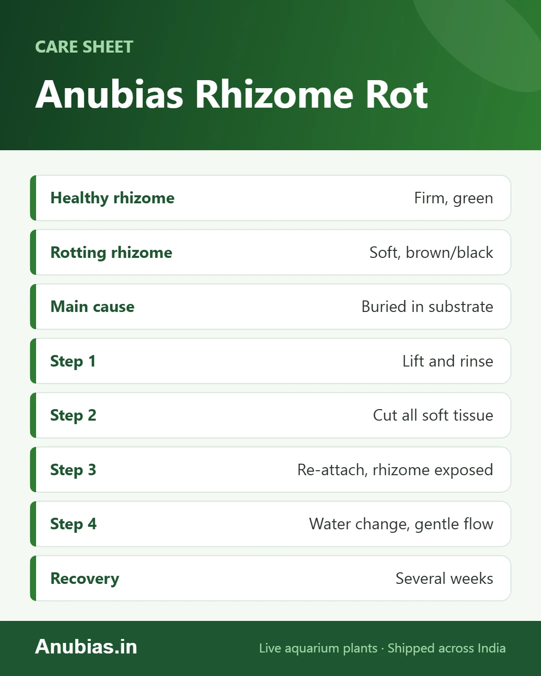 Anubias rhizome rot cheat sheet: signs, cause and rescue steps