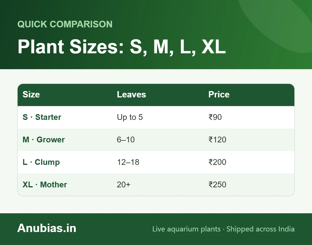 Anubias.in size chart for graded Anubias: S starter up to 5 leaves ₹90, M 6–10 leaves ₹120, L 12–18 leaves ₹200, XL 20+ leaves ₹250