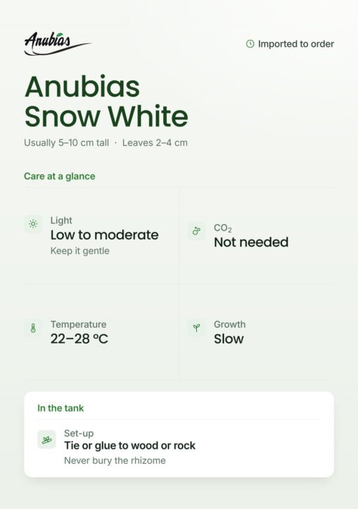 Anubias Snow White