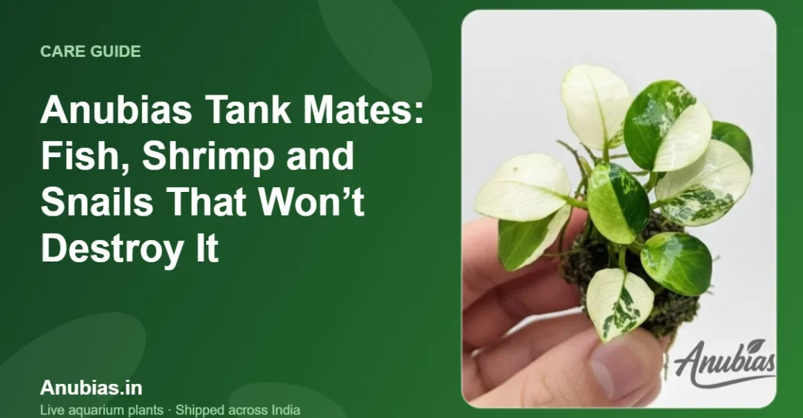 Anubias Tank Mates: Fish, Shrimp and Snails That Won’t Destroy It – Anubias.in