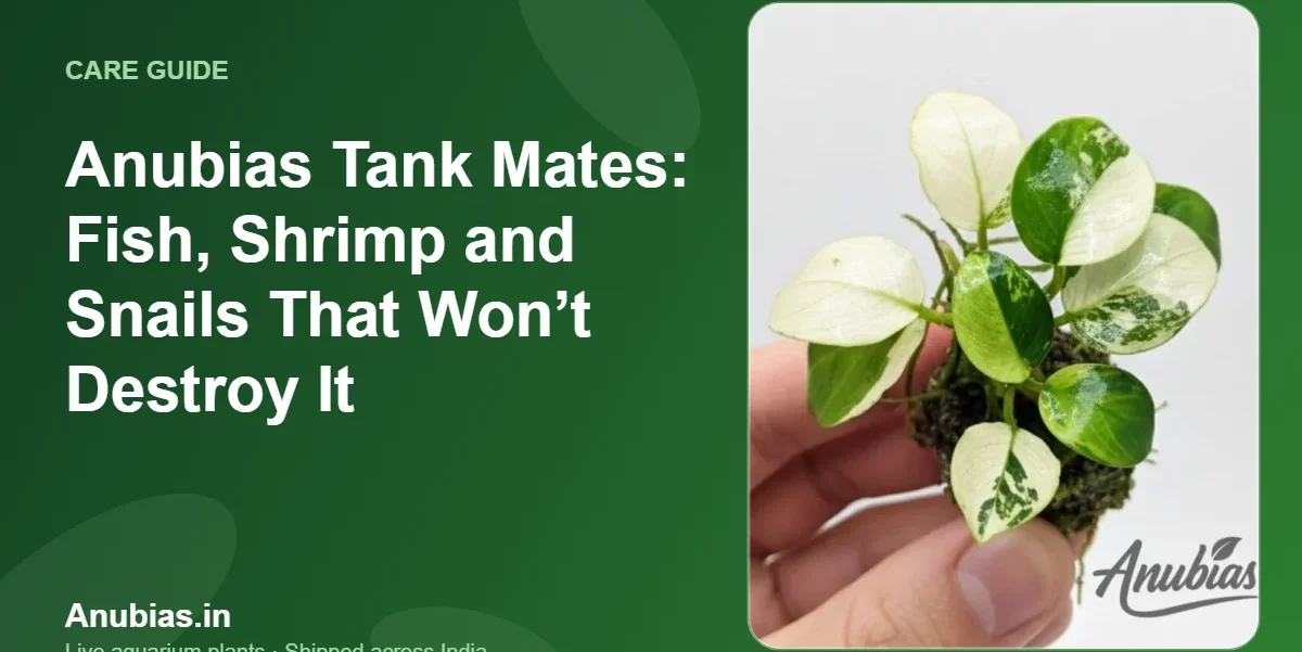 Anubias Tank Mates: Fish, Shrimp and Snails That Won’t Destroy It – Anubias.in