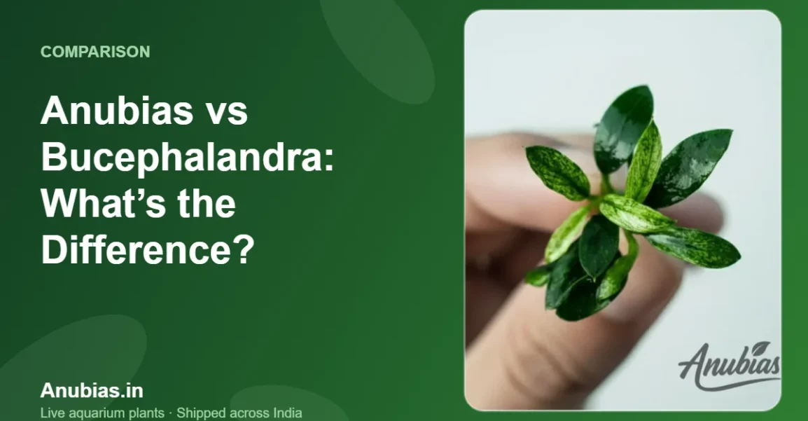 Anubias vs Bucephalandra: What’s the Difference? – Anubias.in