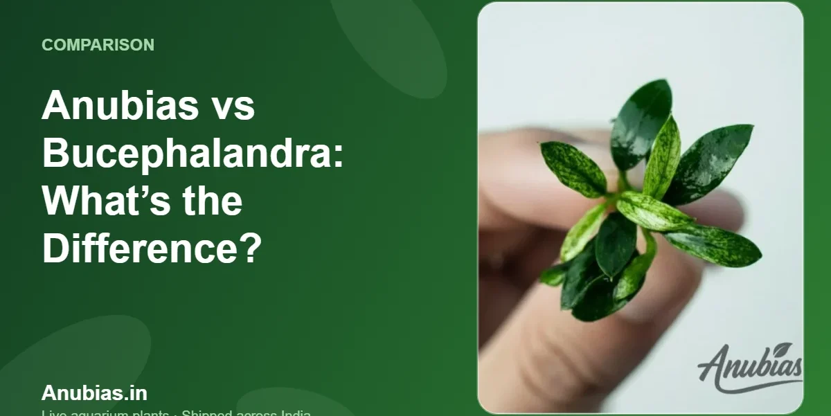Anubias vs Bucephalandra: What’s the Difference? – Anubias.in