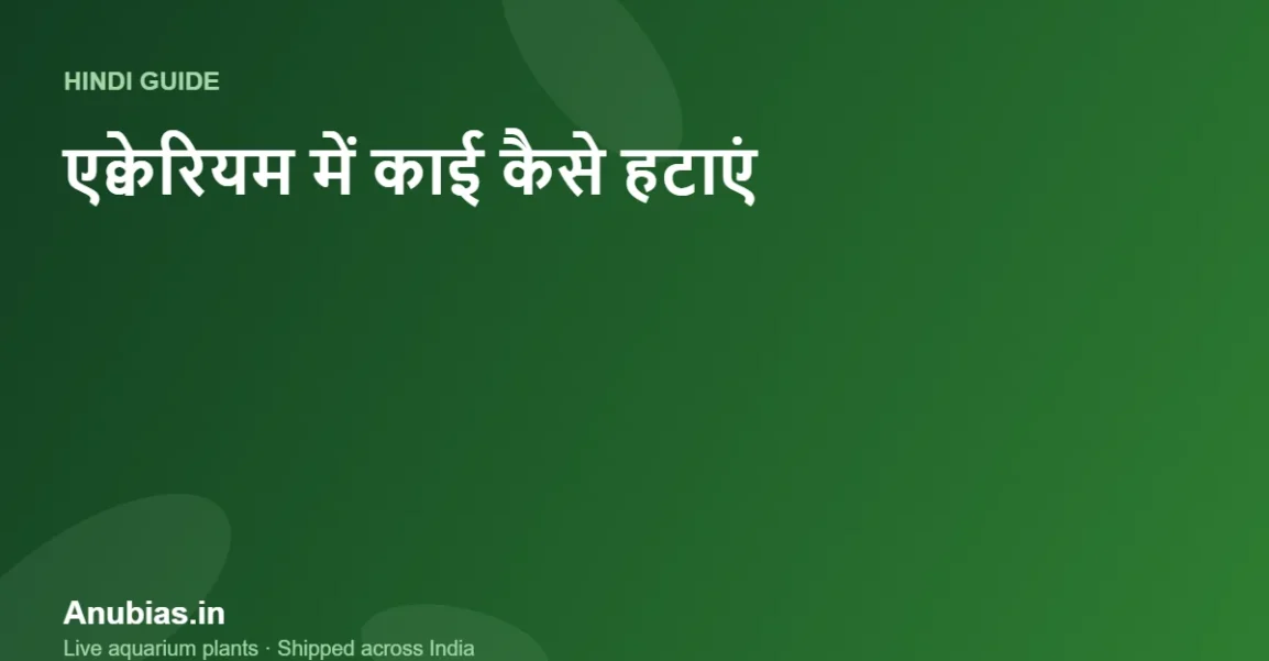 एक्वेरियम में काई (Algae) कैसे हटाएं? कारण और आसान उपाय (Hindi) – Anubias.in