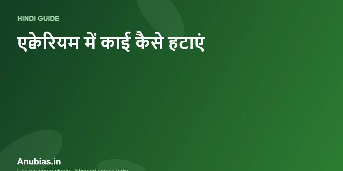 एक्वेरियम में काई (Algae) कैसे हटाएं? कारण और आसान उपाय (Hindi) – Anubias.in