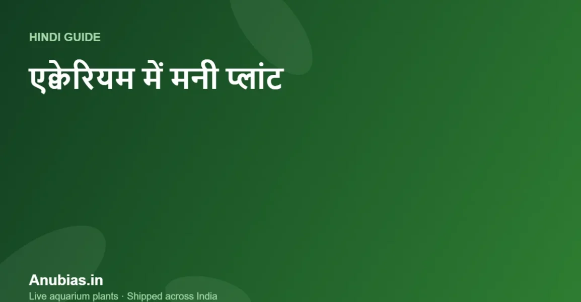 एक्वेरियम में मनी प्लांट कैसे लगाएं? सही तरीका और सावधानियां (Hindi) – Anubias.in
