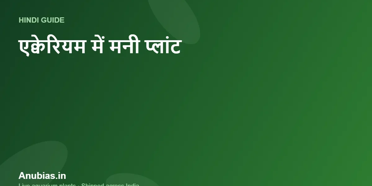 एक्वेरियम में मनी प्लांट कैसे लगाएं? सही तरीका और सावधानियां (Hindi) – Anubias.in