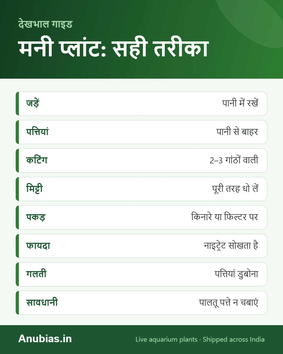 एक्वेरियम में मनी प्लांट लगाने का तरीका इन्फोग्राफिक