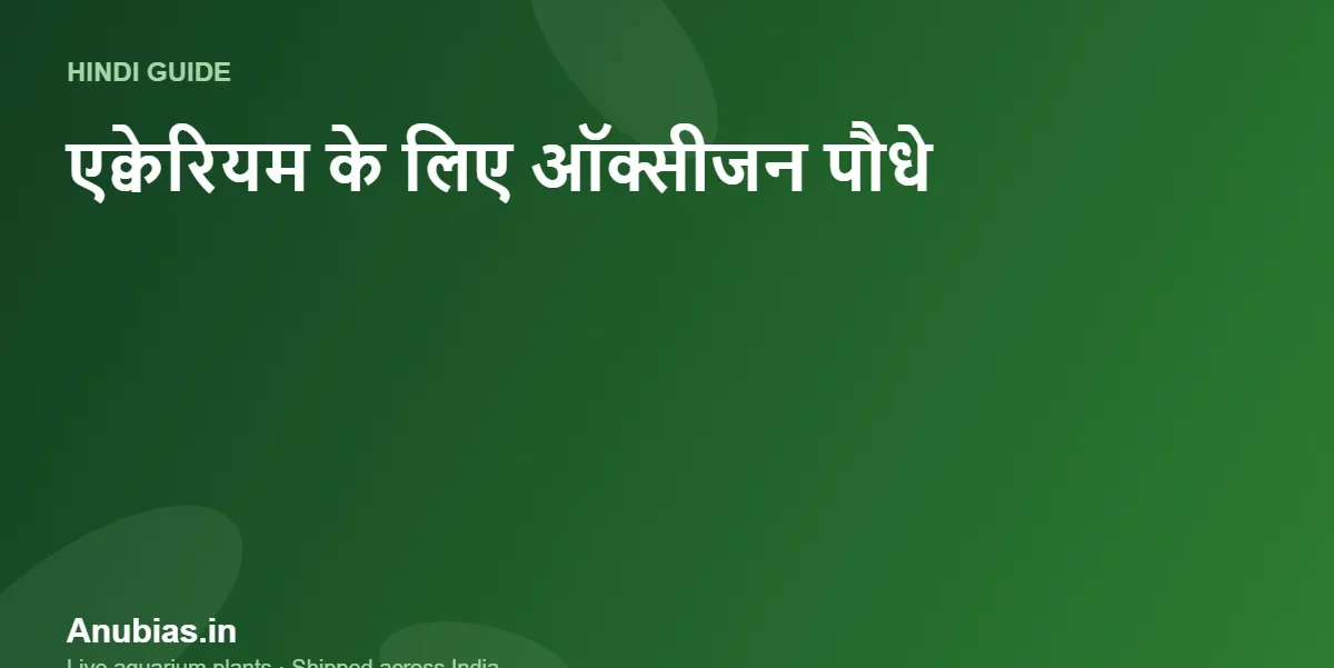 एक्वेरियम के लिए ऑक्सीजन पौधे: क्या पौधे एयर पंप की जगह ले सकते हैं? (Hindi) – Anubias.in