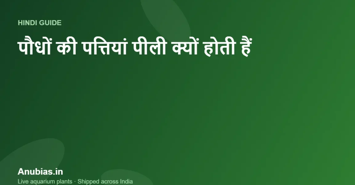 एक्वेरियम पौधों की पत्तियां पीली क्यों होती हैं? कारण और उपाय (Hindi) – Anubias.in