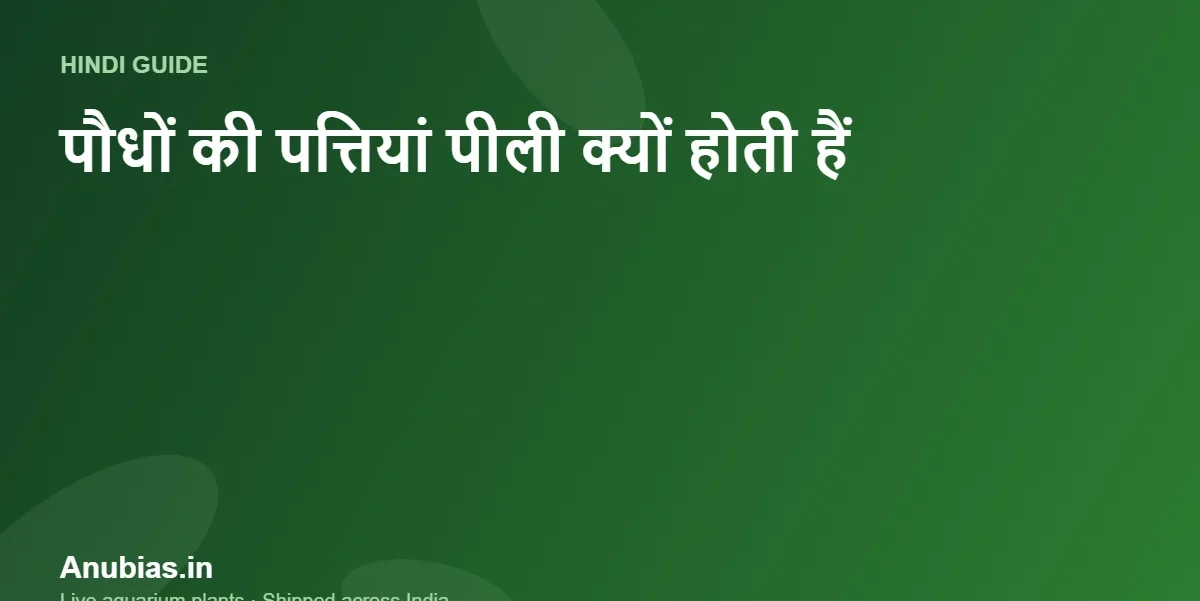 एक्वेरियम पौधों की पत्तियां पीली क्यों होती हैं? कारण और उपाय (Hindi) – Anubias.in