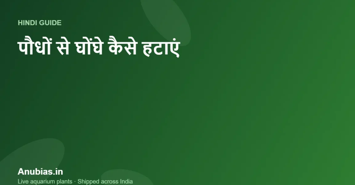 नए एक्वेरियम पौधों से घोंघे (Snails) और अंडे कैसे हटाएं? (Hindi) – Anubias.in