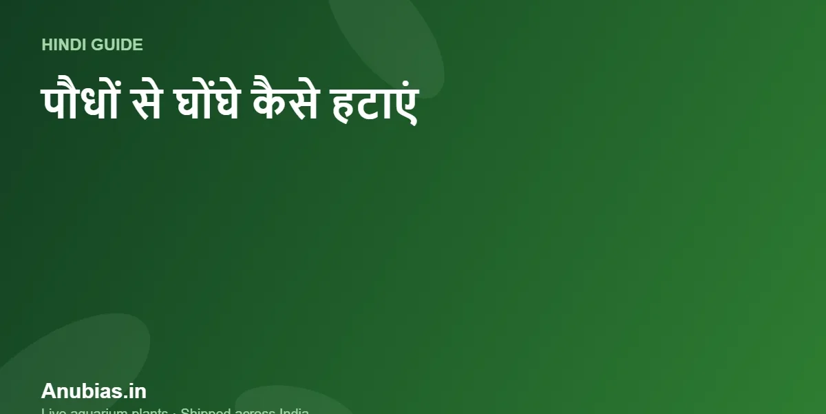 नए एक्वेरियम पौधों से घोंघे (Snails) और अंडे कैसे हटाएं? (Hindi) – Anubias.in