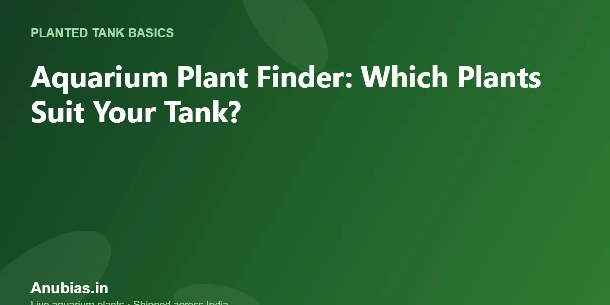 Aquarium Plant Finder: Which Plants Suit Your Tank? – Anubias.in