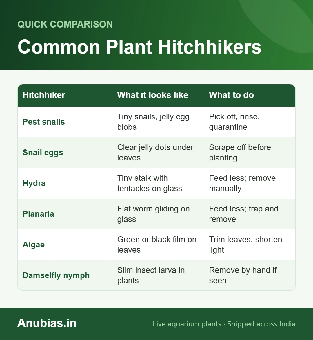 Chart of common aquarium plant hitchhikers and how to deal with them