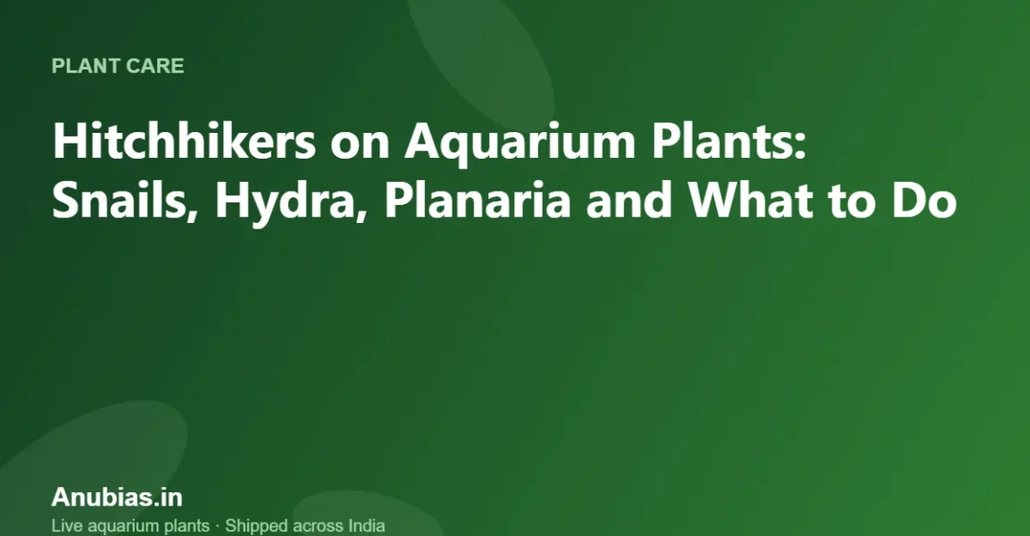 Hitchhikers on Aquarium Plants: Snails, Hydra, Planaria and What to Do – Anubias.in