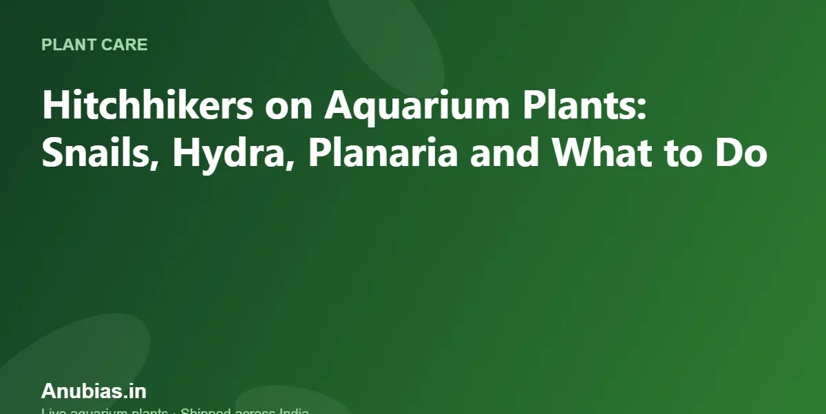 Hitchhikers on Aquarium Plants: Snails, Hydra, Planaria and What to Do – Anubias.in