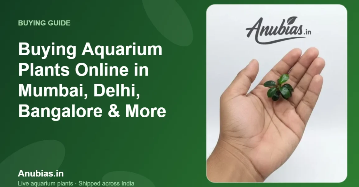Buying aquarium plants online in Mumbai, Delhi, Bangalore and other Indian cities – Anubias.in