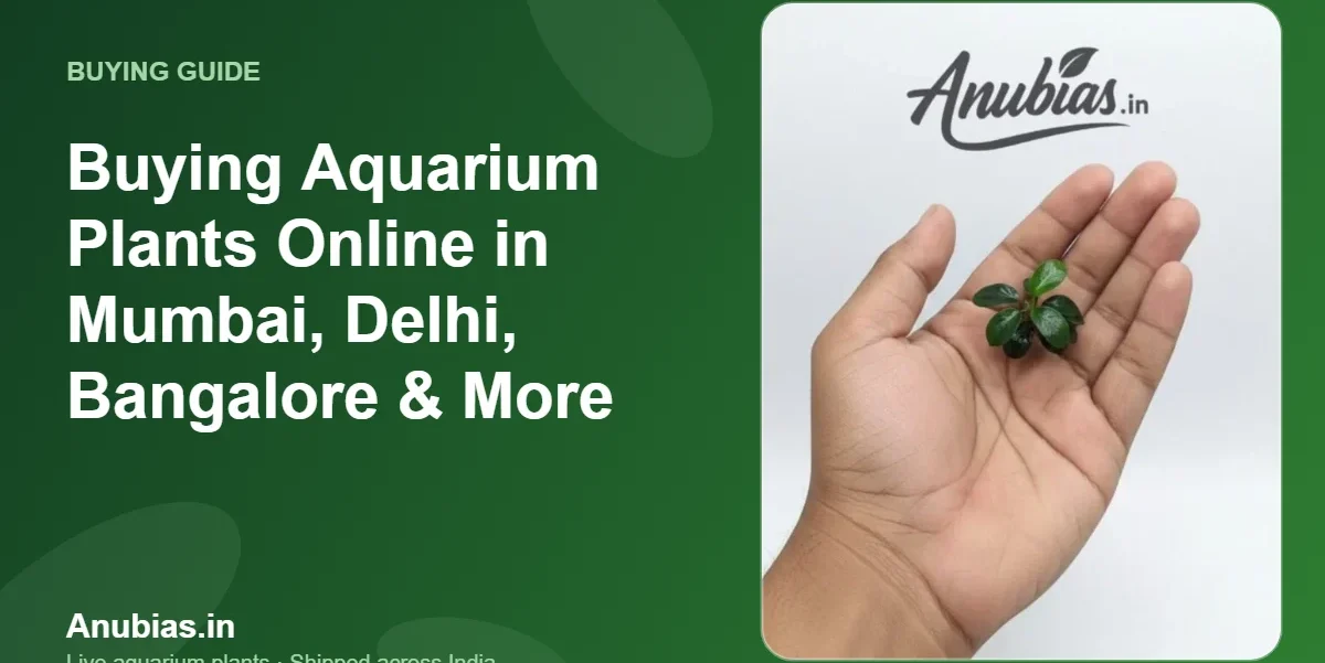 Buying aquarium plants online in Mumbai, Delhi, Bangalore and other Indian cities – Anubias.in