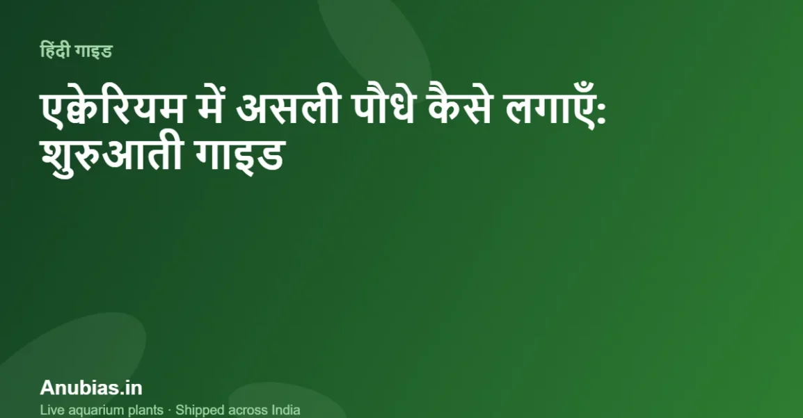 एक्वेरियम में असली पौधे कैसे लगाएँ – Anubias.in
