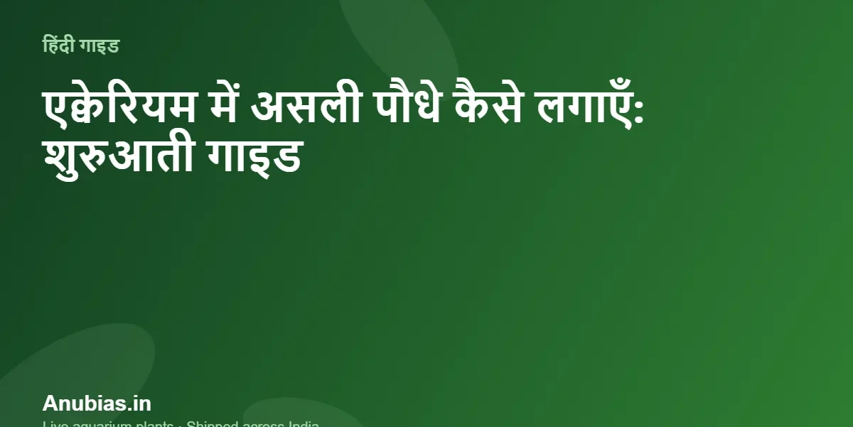 एक्वेरियम में असली पौधे कैसे लगाएँ – Anubias.in