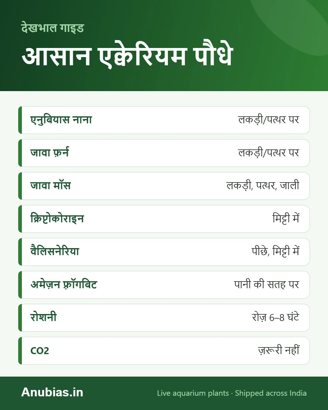 शुरुआत के लिए आसान एक्वेरियम पौधे और उन्हें कहाँ लगाएँ