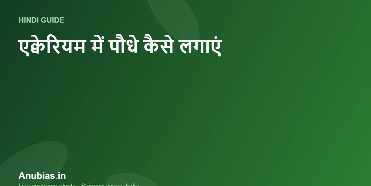 एक्वेरियम में पौधे कैसे लगाएं? आसान स्टेप-बाय-स्टेप गाइड (Hindi) – Anubias.in