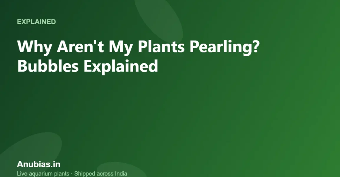 Why Aren't My Plants Pearling? Bubbles Explained – Anubias.in