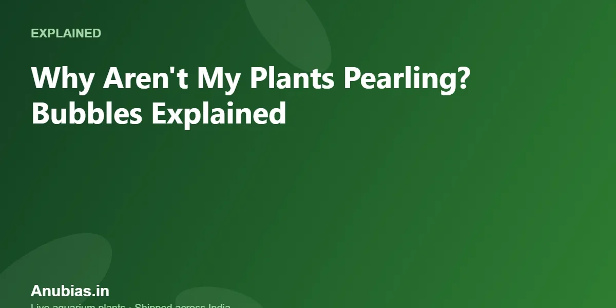 Why Aren't My Plants Pearling? Bubbles Explained – Anubias.in