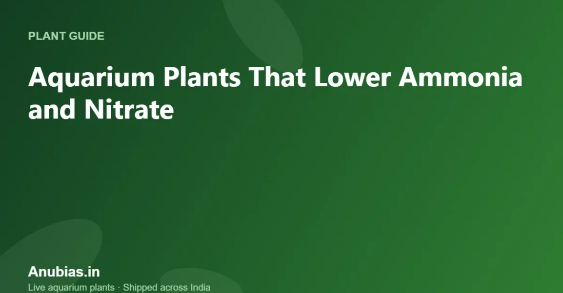 Aquarium Plants That Lower Ammonia and Nitrate – Anubias.in